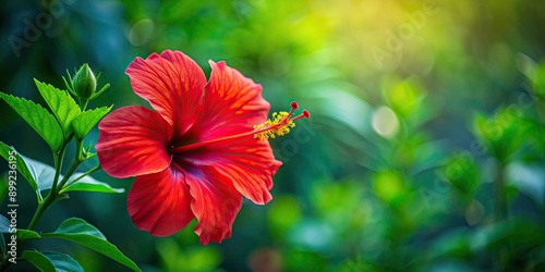 Fototapeta Naklejka Na Ścianę i Meble -  Vibrant red hibiscus flower on green leaves background, tropical, vibrant, petals, bloom, nature, plant, exotic, botanical, red