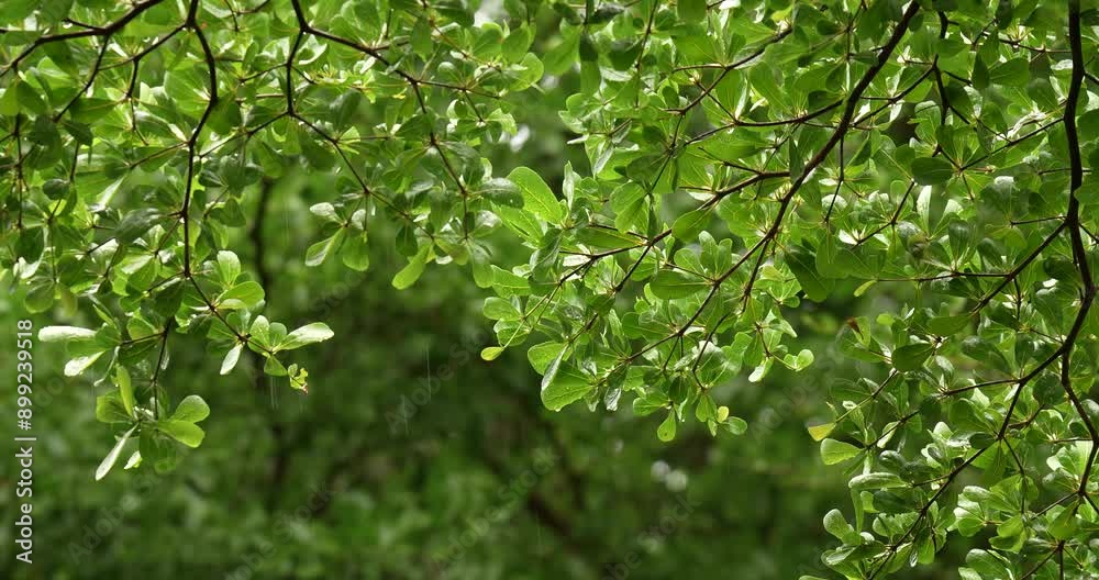 Branch of Ivory Coast Almond tree (Terminalia ivorensis leaf) moving in the wind during raining season. Branch of Ivory Coast Almond tree (Terminalia ivorensis leaf) moving in the wind during raining season.