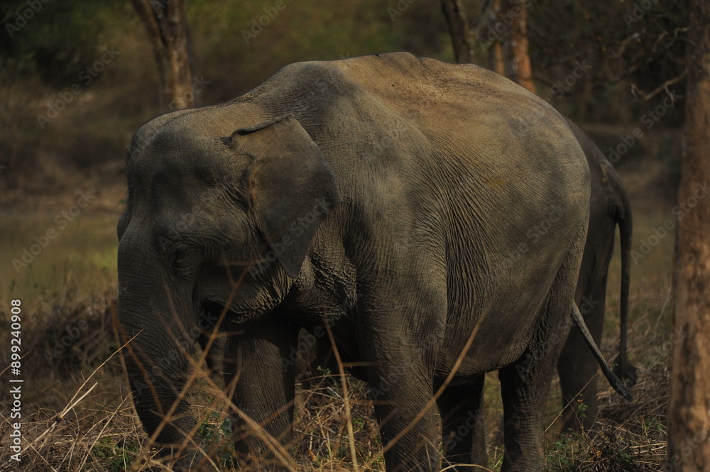 Fototapeta premium elephant in the wild