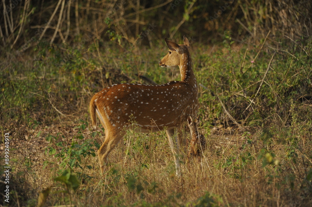 deer in the forest deer in the forest