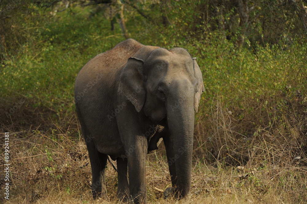 Obraz premium elephant in the wild