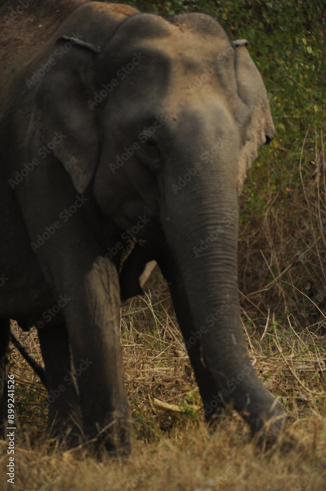 Fototapeta premium elephant in the forest