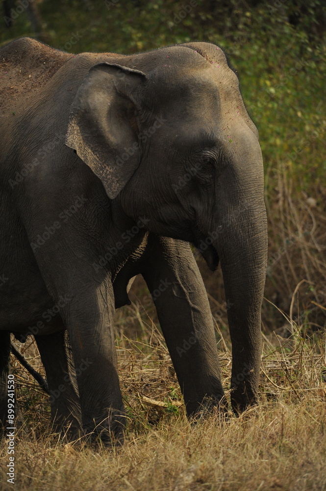 Fototapeta premium elephant in the wild