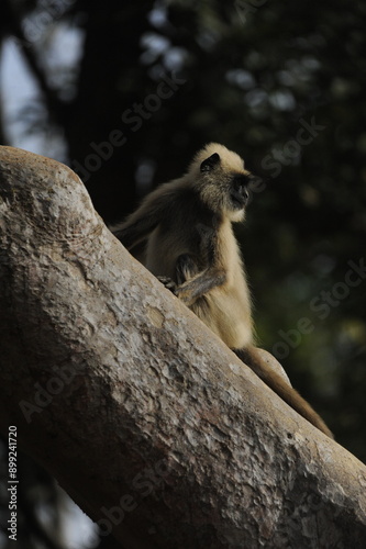portrait of a baboon