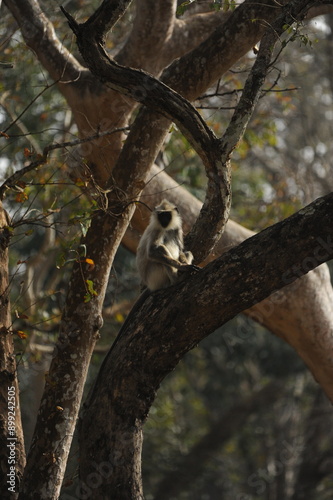 baboon