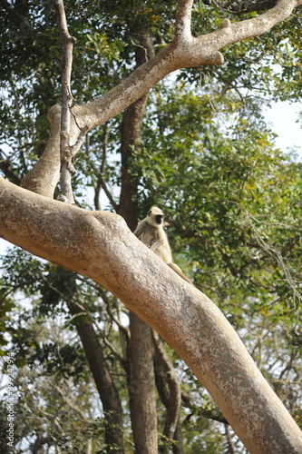 monkey on tree