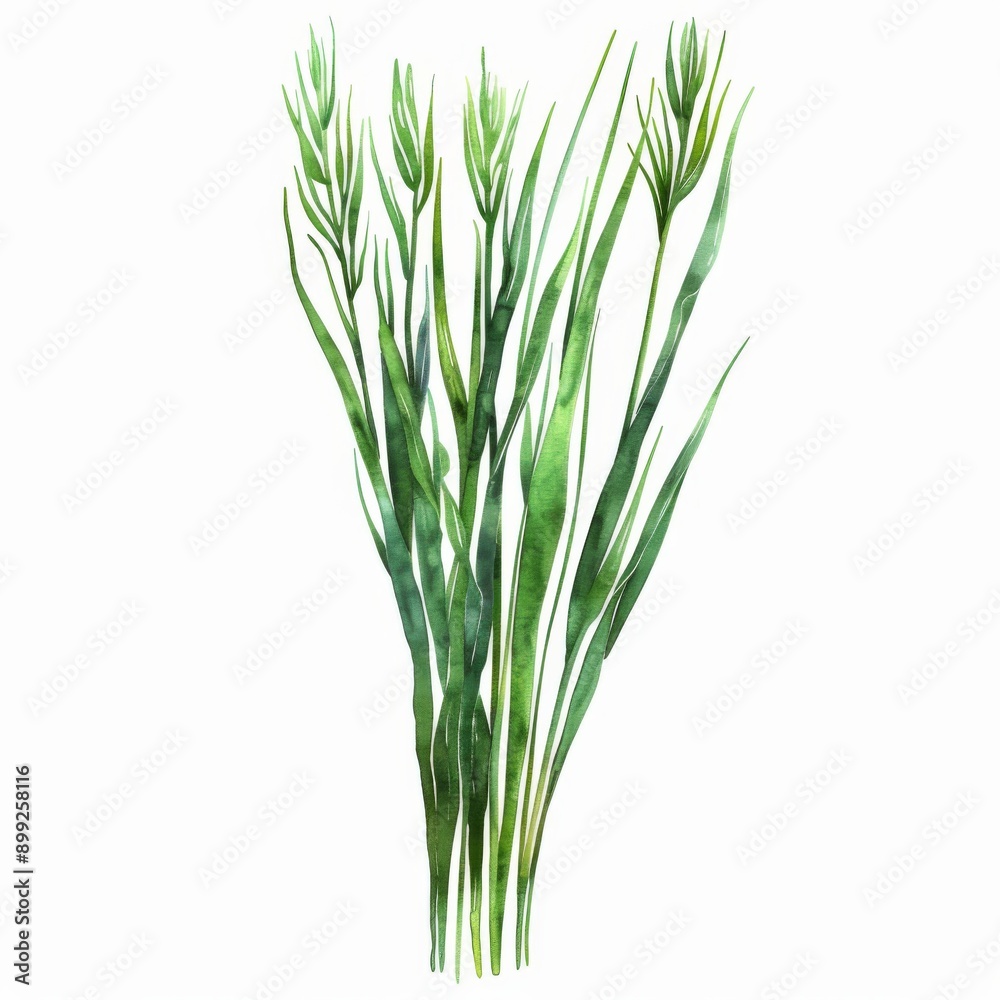 Agretti, thin green stalks, unique texture, watercolor style, isolated on white background Agretti, thin green stalks, unique texture, watercolor style, isolated on white background