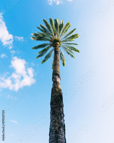 Wallpaper Mural palm tree against blue sky Torontodigital.ca