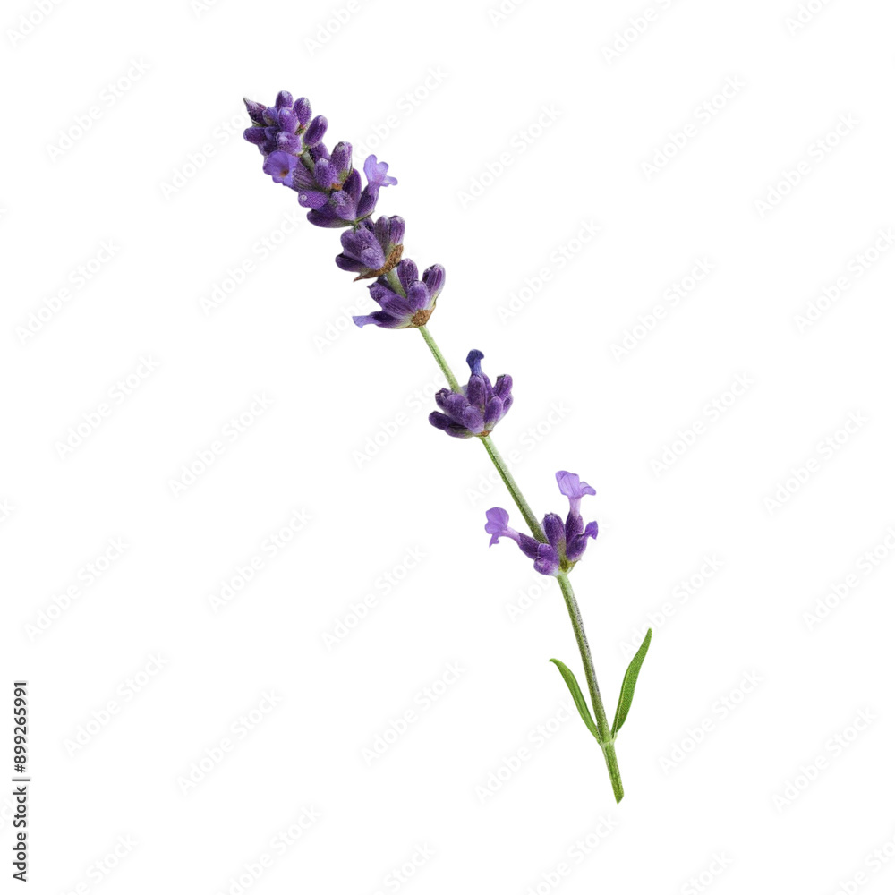 Obraz premium Lavender Flower Closeup