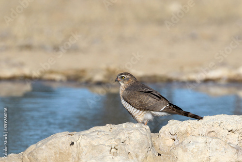 Juvenile Gabar Goshawk (Micronisus gabar) at Cubitje Quap waterhole. Main diet is small birds that it captures in flight. photo