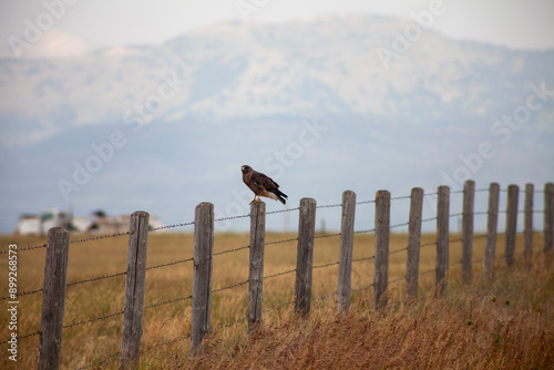 Red Tail Hawk in Fence in Teton Valley, Idaho