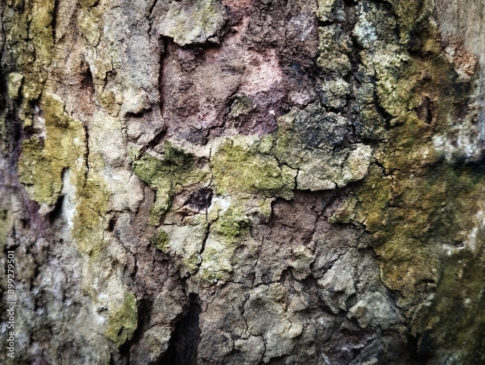 Close up shoot of old tropical rainforest wood texture Close up shoot of old tropical rainforest wood texture