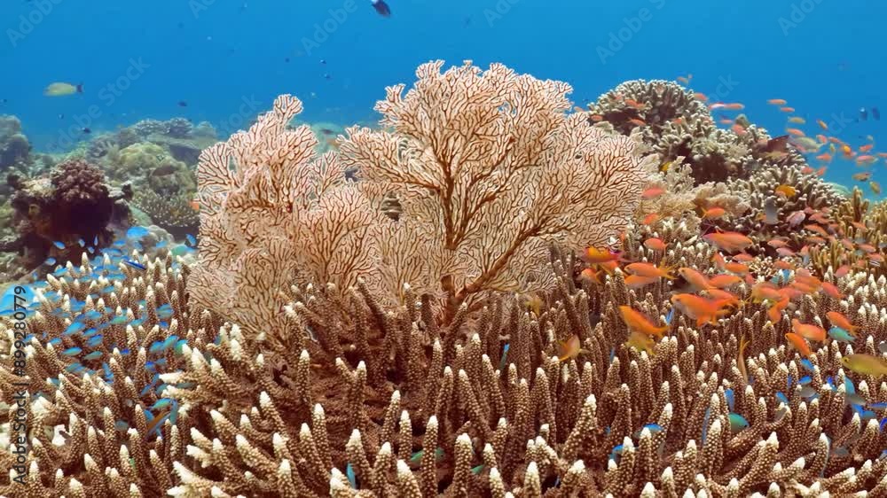 a very magical underwater land a very magical underwater land