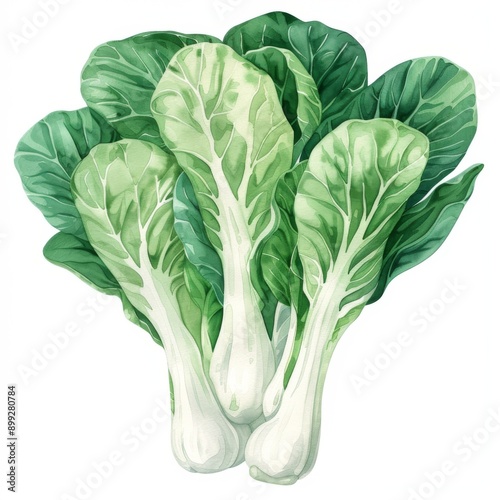 Bok choy, white stalks with green leaves, fresh look, watercolor style, isolated on white background