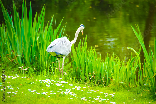 Photography In Amsterdam, a tall, elegant white crane with a long neck stands on a grassy shore next to a calm pond, searching for fish