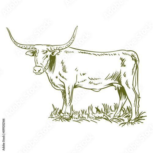 hand drawn longhorn in vector format