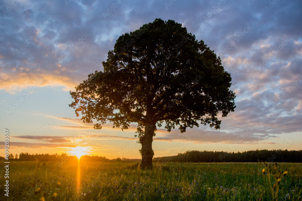 Oak at early summer morning sunrise Oak at early summer morning sunrise
