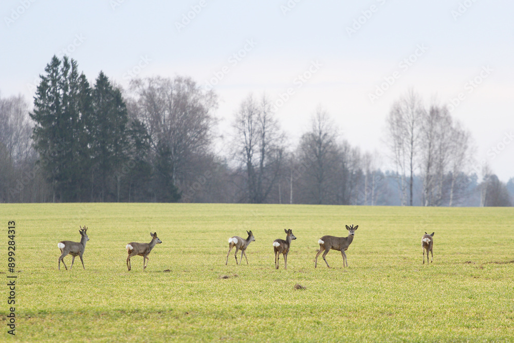 a family of deer on the field a family of deer on the field