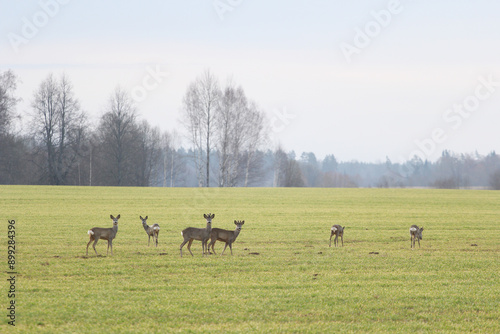 a family of deer on the field