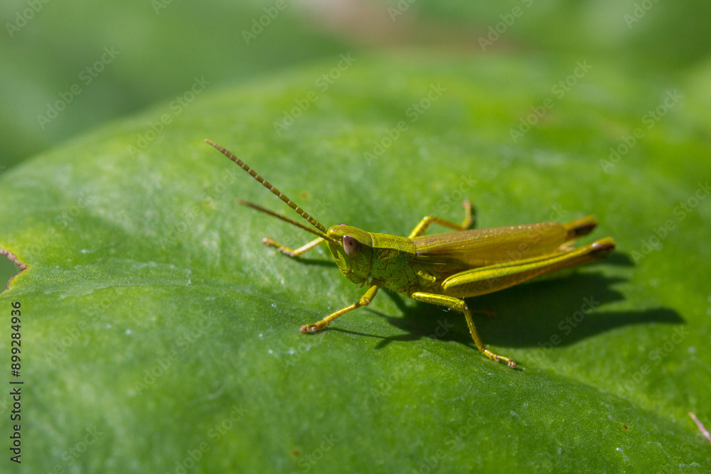 grasshopper on a green leaf grasshopper on a green leaf