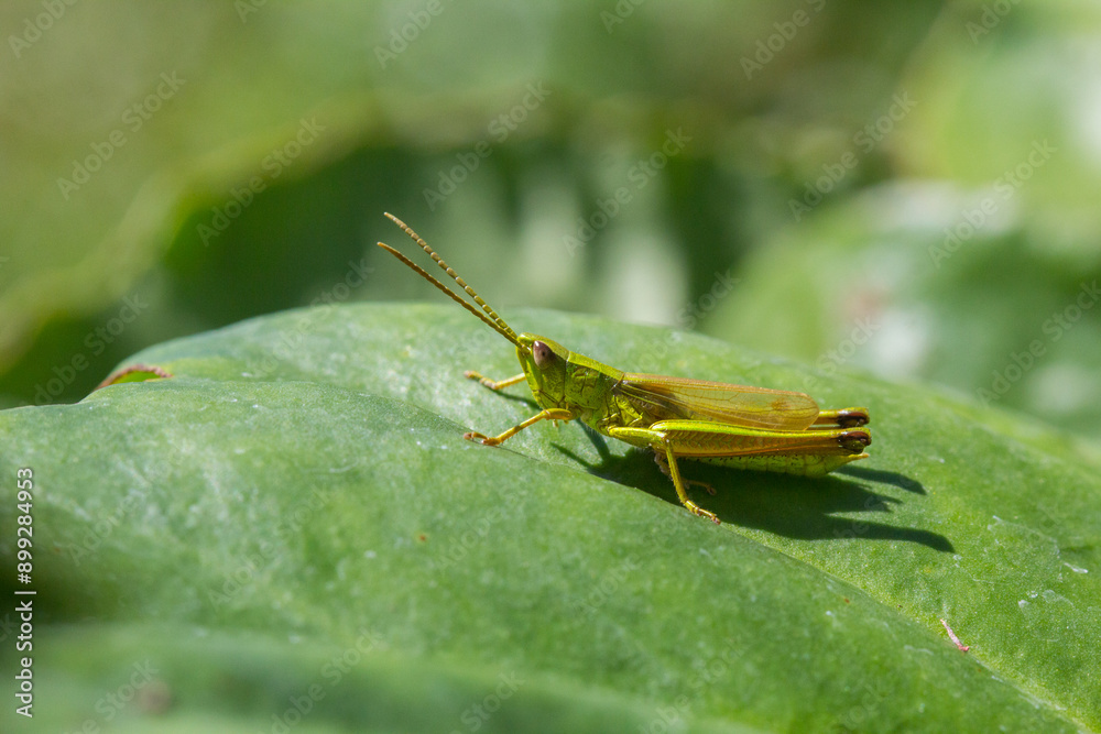grasshopper on a green leaf