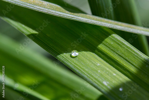 Water drops on plant for background