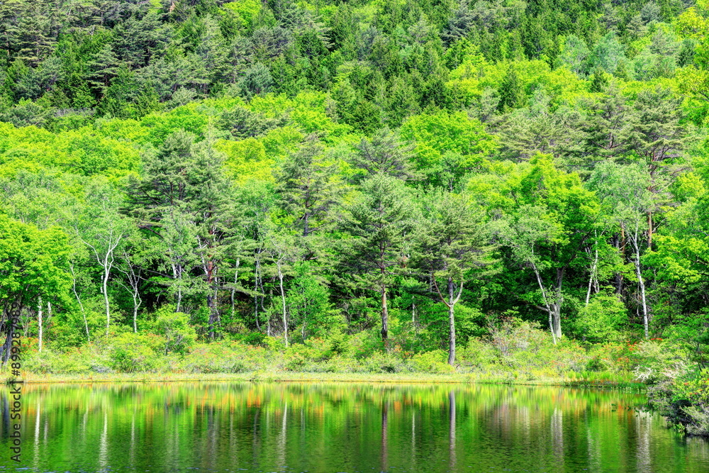 レンゲツツジ咲く志賀高原一沼
