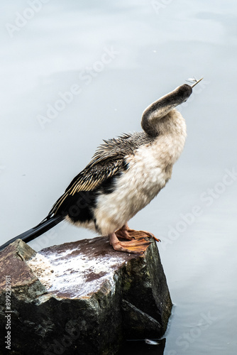 australisian darter austraian darter in victoria Australia photo