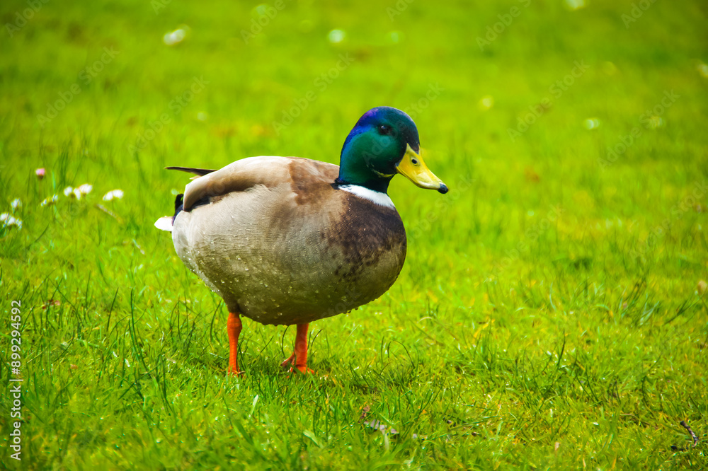 A brightly colored male mallard duck, easily identified by its iridescent green head and shimmering blue neck feathers, graces a lush green field in Amsterdam. This species, with its distinctive A brightly colored male mallard duck, easily identified by its iridescent green head and shimmering blue neck feathers, graces a lush green field in Amsterdam. This species, with its distinctive