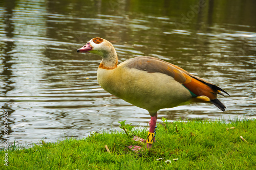 A brown-headed duck with a green neck rests on the grassy shore of a lake in Amsterdam, perhaps searching for food or a peaceful spot to relax. photo