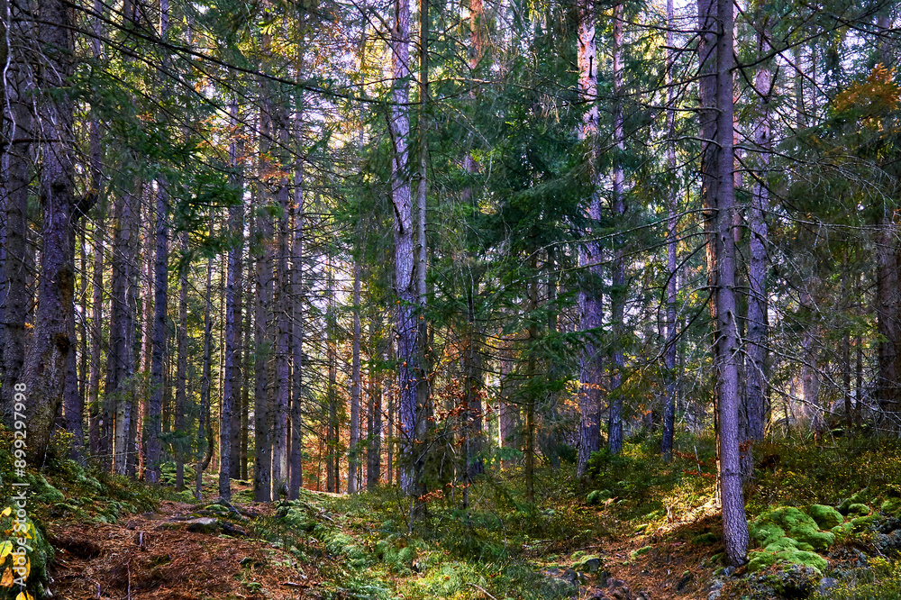 Fototapeta premium Shadow September green forest thicket with firs and bushes