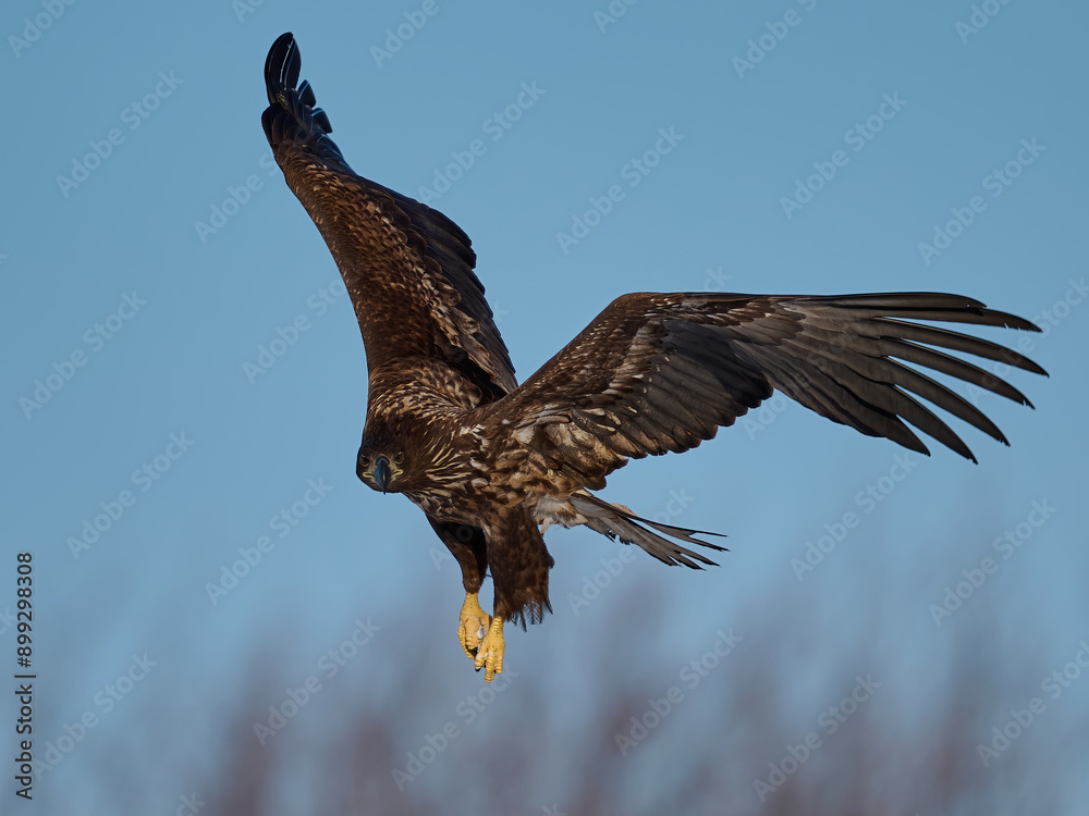 Fototapeta premium White-tailed eagle (haliaeetus albicilla)