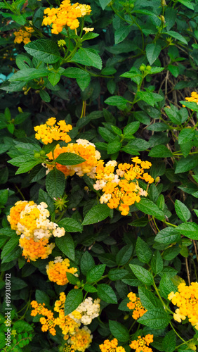 Lantana, tropical flowering plant