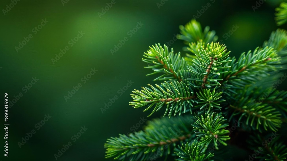 Close-up of vibrant green pine tree branch with blurred background, showcasing nature's beauty in a focused and detailed view. Close-up of vibrant green pine tree branch with blurred background, showcasing nature's beauty in a focused and detailed view.
