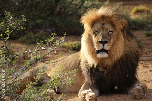 Schilderij op canvas Südafrika, Tiere