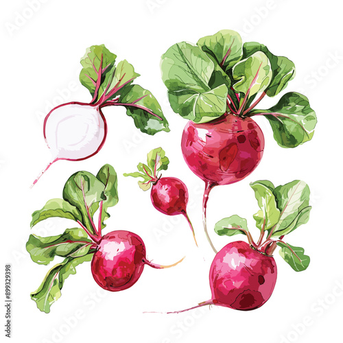 Watercolor illustration of fresh red radishes with green leaves.