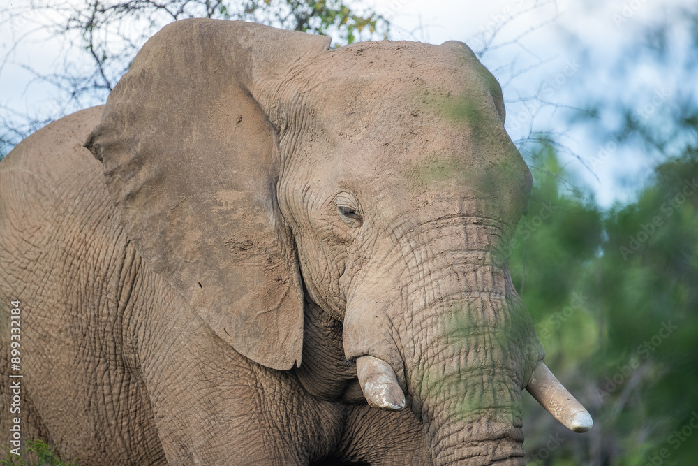 Obraz premium African elephant in a national park in south africa