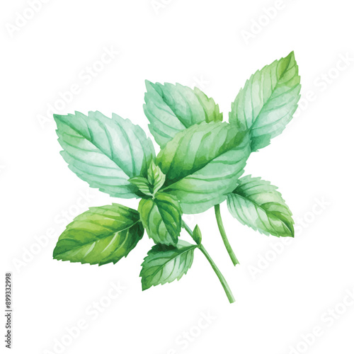 watercolor mint leaves isolated on white