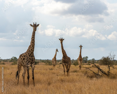 Canvas Print giraffe in the savannah