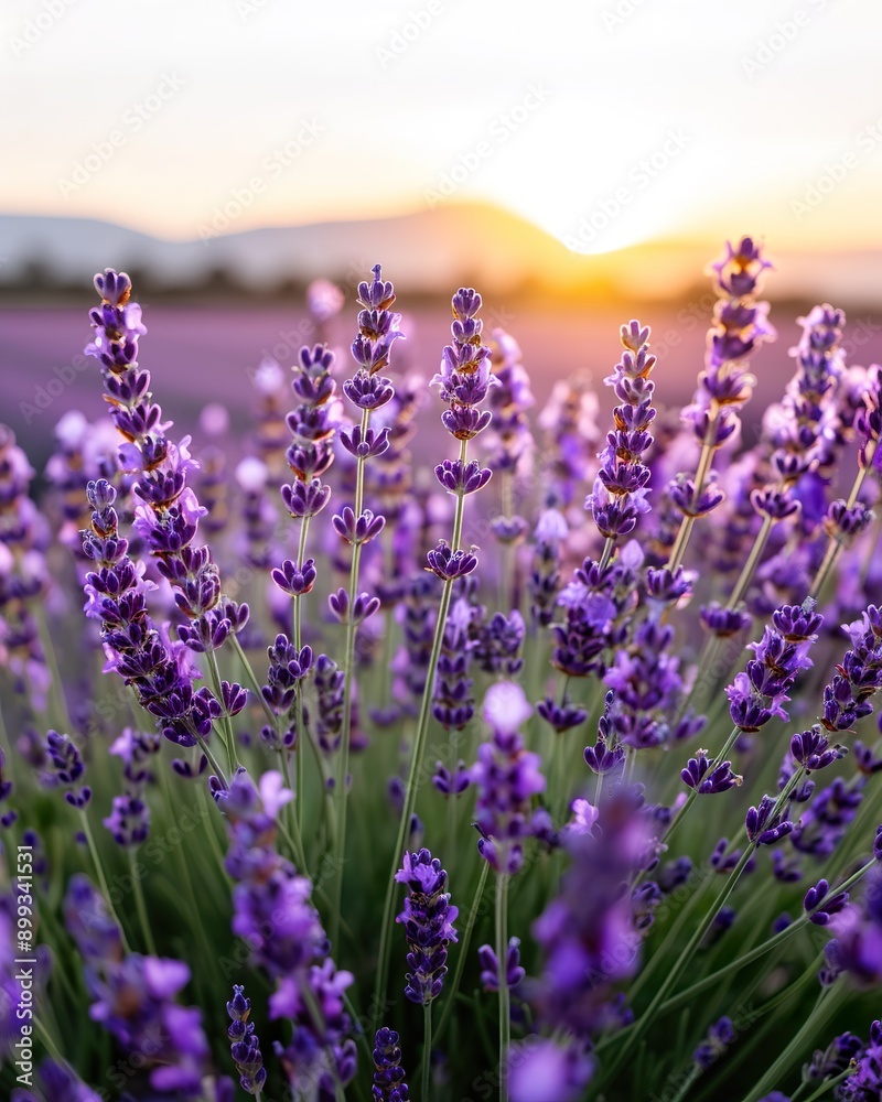 Naklejka premium A vast lavender field at sunset, with mountains in the background