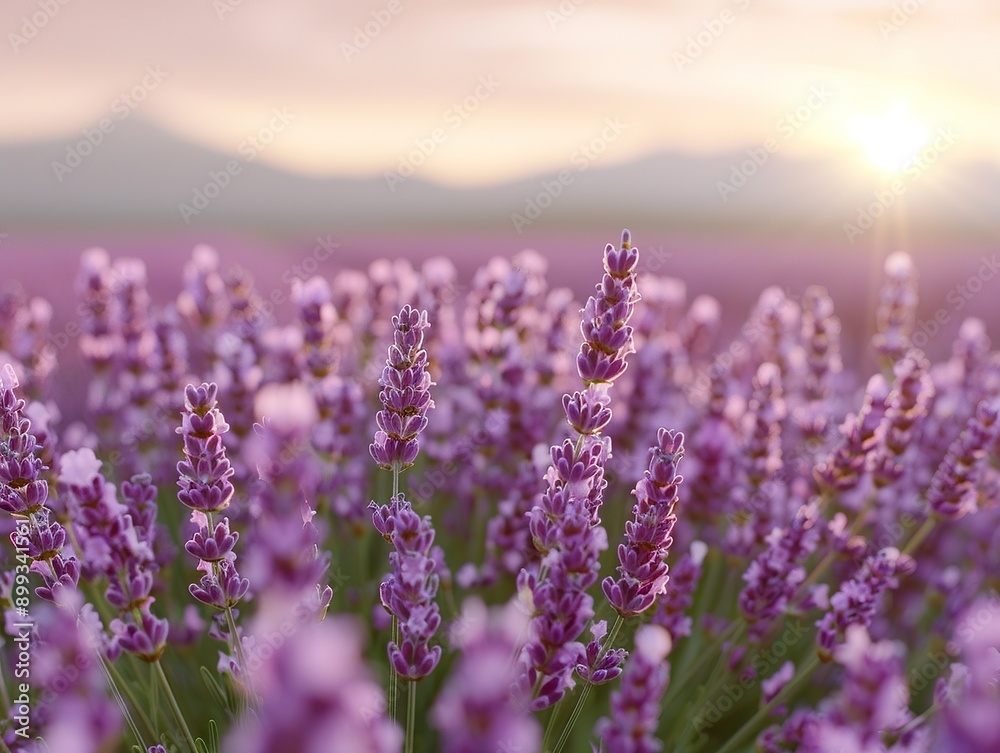 Obraz premium A vast lavender field at sunset, with mountains in the background