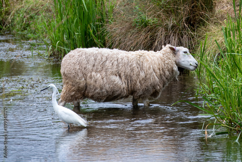 Egret egretta garzetta standing with a sheep in the river photo