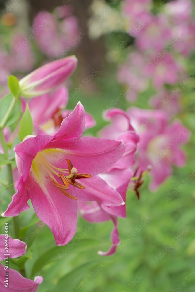 日本、東京、日比谷公園の百合の花