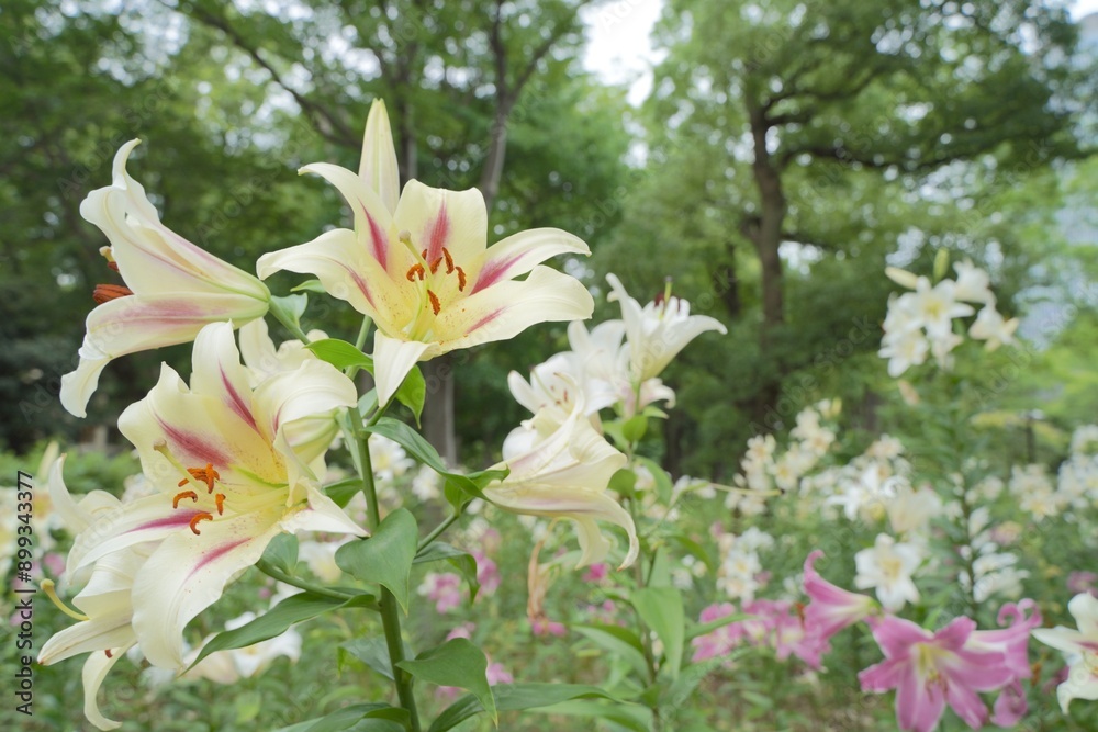 日本、東京、日比谷公園の百合の花 日本、東京、日比谷公園の百合の花