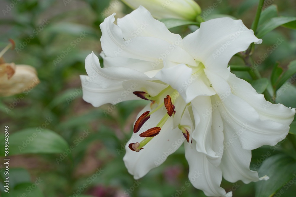 Fototapeta premium 日本、東京、日比谷公園の百合の花
