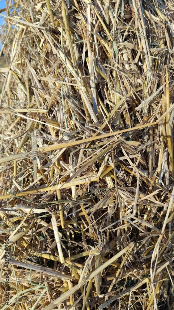 Close-up of fresh wheat straw arranged as a natural background Close-up of fresh wheat straw arranged as a natural background
