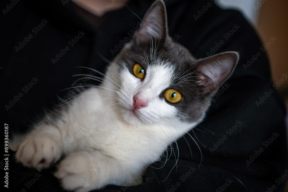 A woman is holding a kitten in her arms. The kitten is gray and white. The woman is wearing a black hoodie. A woman is holding a kitten in her arms. The kitten is gray and white. The woman is wearing a black hoodie.