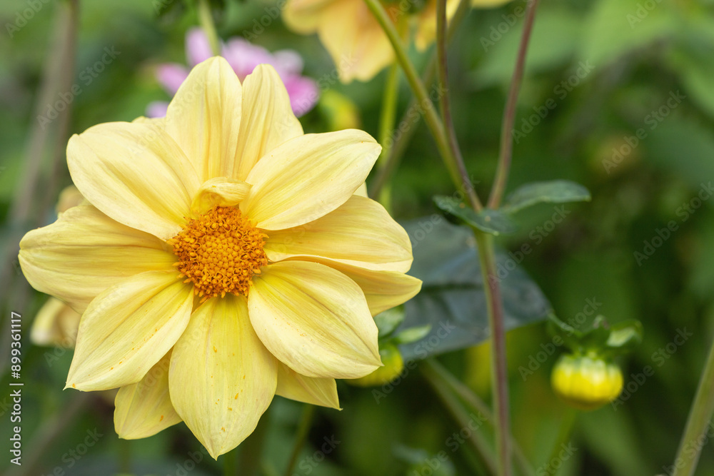 Fototapeta premium Closeup of a yellow dahlia with copyspace.