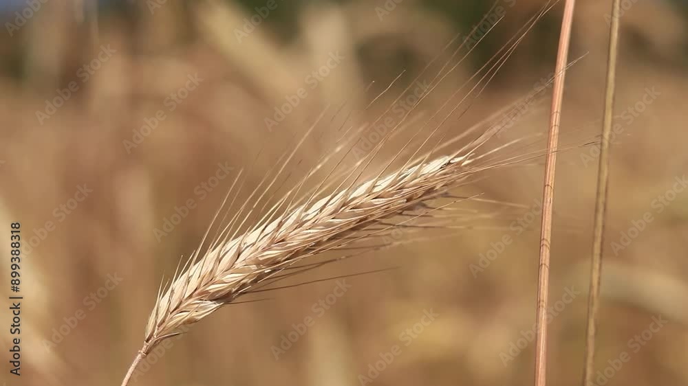 Ears of rye field, agriculture. Grain harvest. Yellow ears of grain on a field on a sunny day. Beautiful landscape of an agricultural field, ears of grain. Agricultural business concept. Grain harvest Ears of rye field, agriculture. Grain harvest. Yellow ears of grain on a field on a sunny day. Beautiful landscape of an agricultural field, ears of grain. Agricultural business concept. Grain harvest