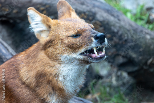 Bild auf Leinwand Dhole - Agile Hunter in Lush Forest Environment